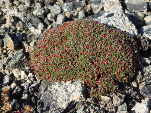 Image of Androsace ochotensis by no rights reserved