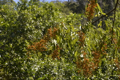 Ehretia acuminata