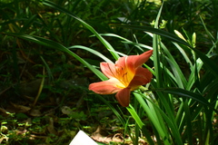 Hemerocallis fulva