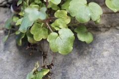 Cymbalaria muralis