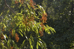 Ehretia acuminata