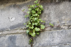 Cymbalaria muralis
