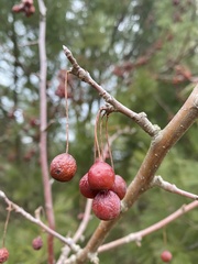 Malus baccata
