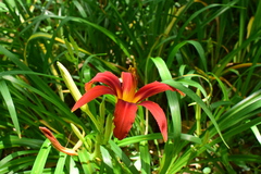 Hemerocallis fulva