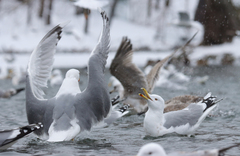 Larus argentatus