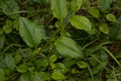 Hackelia latifolia