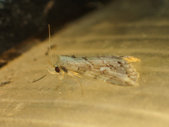 Chorsia