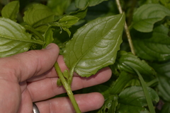 Hackelia latifolia