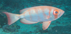 Priacanthus hamrur