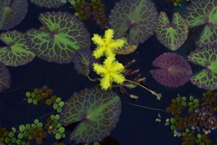 Nymphoides crenata