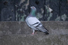 Columba livia domestica