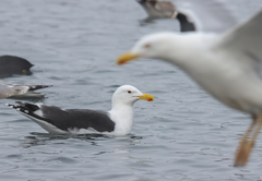 Larus marinus