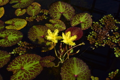 Nymphoides crenata