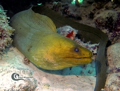 Gymnothorax funebris