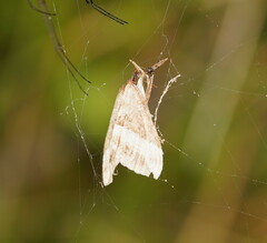 Dichromodes stilbiata