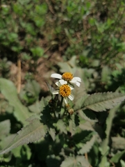 Bidens alba image