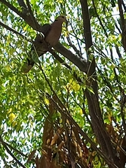 Streptopelia semitorquata