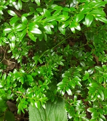 Buxus colchica