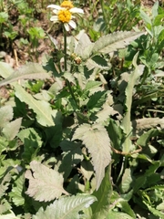 Bidens alba image