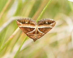 Chrysolarentia conifasciata