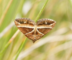 Chrysolarentia conifasciata