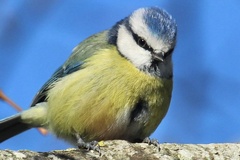 Cyanistes caeruleus