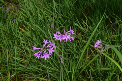 Tulbaghia violacea