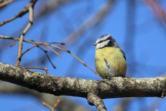Cyanistes caeruleus