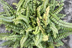 Asplenium trichomanes