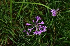 Tulbaghia violacea