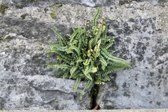 Asplenium trichomanes