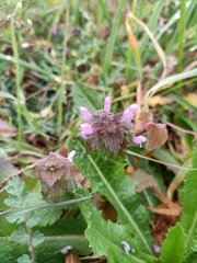 Lamium hybridum