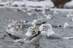 Larus argentatus