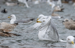 Larus argentatus