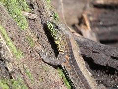 Holcosus quadrilineatus