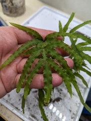 Pteris multifida