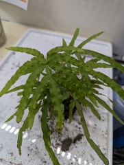 Pteris multifida