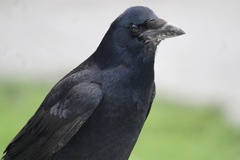 Corvus frugilegus