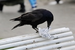 Corvus frugilegus