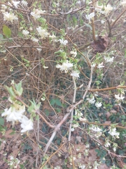 Lonicera fragrantissima