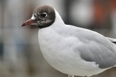 Chroicocephalus ridibundus