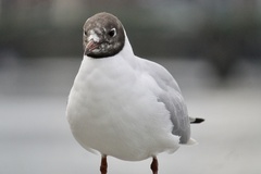 Chroicocephalus ridibundus