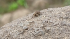 Salticidae