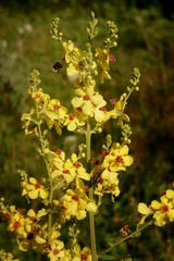 Verbascum pyramidatum