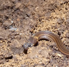 Trimetopon pliolepis