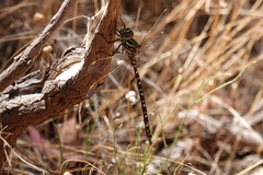 Austroaeschna unicornis