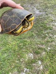 Deirochelys reticularia