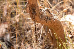 Austroaeschna unicornis