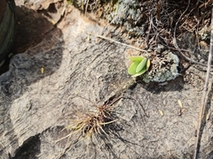 Kalanchoe thyrsiflora