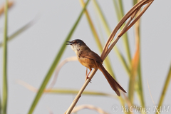 Prinia flaviventris